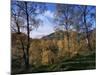 Birch Trees in Autumn, Glen Lyon, Tayside, Scotland, United Kingdom-Kathy Collins-Mounted Photographic Print