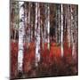 Birch Trees in Fire Grass 1-null-Mounted Art Print