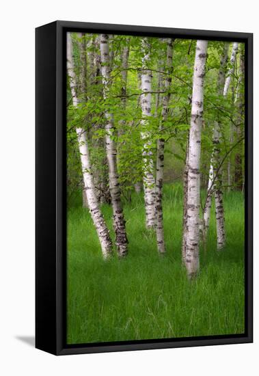 Birch Trees in the Great Meadow, Acadia National Park, Maine, USA-null-Framed Stretched Canvas