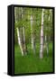 Birch Trees in the Great Meadow, Acadia National Park, Maine, USA-null-Framed Stretched Canvas