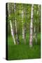 Birch Trees in the Great Meadow, Acadia National Park, Maine, USA-null-Stretched Canvas