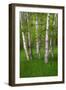 Birch Trees in the Great Meadow, Acadia National Park, Maine, USA-null-Framed Photographic Print