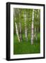 Birch Trees in the Great Meadow, Acadia National Park, Maine, USA-null-Framed Photographic Print