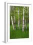 Birch Trees in the Great Meadow, Acadia National Park, Maine, USA-null-Framed Photographic Print