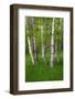 Birch Trees in the Great Meadow, Acadia National Park, Maine, USA-null-Framed Photographic Print