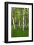 Birch Trees in the Great Meadow, Acadia National Park, Maine, USA-null-Framed Photographic Print