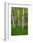 Birch Trees in the Great Meadow, Acadia National Park, Maine, USA-null-Framed Photographic Print