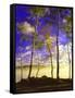 Birch Trees & Mist, Negaunee, Michigan ‘90-Monte Nagler-Framed Stretched Canvas