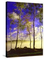 Birch Trees & Mist, Negaunee, Michigan ‘90-Monte Nagler-Stretched Canvas