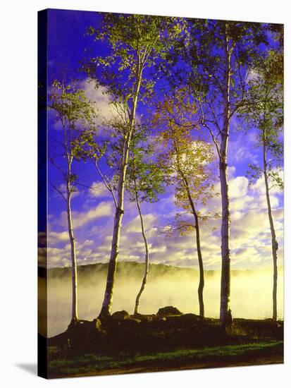 Birch Trees & Mist, Negaunee, Michigan ‘90-Monte Nagler-Stretched Canvas