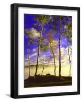 Birch Trees & Mist, Negaunee, Michigan ‘90-Monte Nagler-Framed Photographic Print