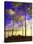 Birch Trees & Mist, Negaunee, Michigan ‘90-Monte Nagler-Stretched Canvas