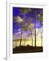 Birch Trees & Mist, Negaunee, Michigan ‘90-Monte Nagler-Framed Photographic Print
