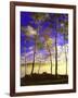 Birch Trees & Mist, Negaunee, Michigan ‘90-Monte Nagler-Framed Photographic Print