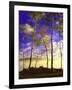 Birch Trees & Mist, Negaunee, Michigan ‘90-Monte Nagler-Framed Photographic Print