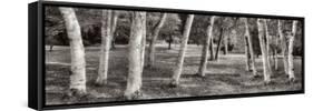 Birch Trees No.1-Alan Blaustein-Framed Stretched Canvas