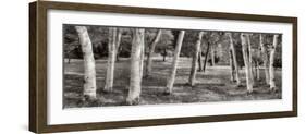 Birch Trees No.1-Alan Blaustein-Framed Photographic Print
