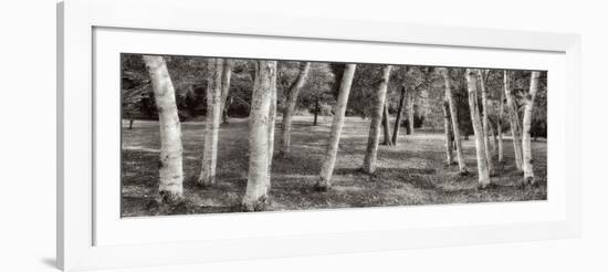 Birch Trees No.1-Alan Blaustein-Framed Photographic Print