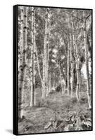 Birch Trees No.3-Alan Blaustein-Framed Stretched Canvas