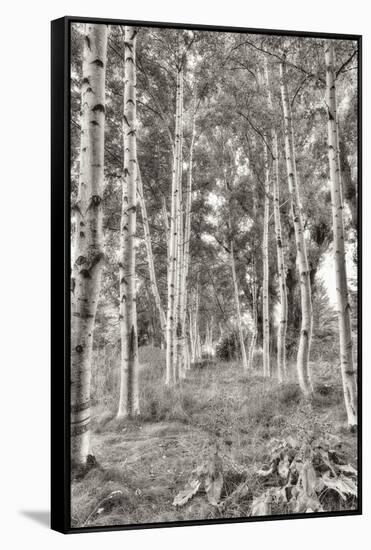 Birch Trees No.3-Alan Blaustein-Framed Stretched Canvas