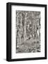 Birch Trees No.3-Alan Blaustein-Framed Photographic Print