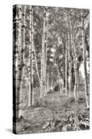 Birch Trees No.3-Alan Blaustein-Stretched Canvas