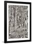 Birch Trees No.3-Alan Blaustein-Framed Photographic Print