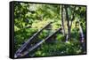 Birch Trees Of High Line Park, New York City-George Oze-Framed Stretched Canvas