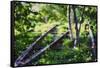 Birch Trees Of High Line Park, New York City-George Oze-Framed Stretched Canvas