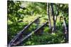 Birch Trees Of High Line Park, New York City-George Oze-Stretched Canvas