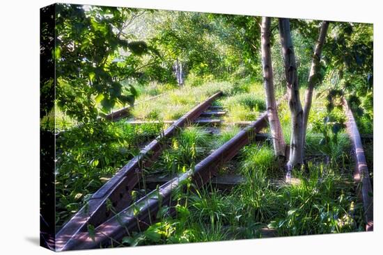 Birch Trees Of High Line Park, New York City-George Oze-Stretched Canvas