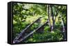 Birch Trees Of High Line Park, New York City-George Oze-Framed Stretched Canvas