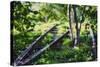 Birch Trees Of High Line Park, New York City-George Oze-Stretched Canvas