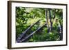 Birch Trees Of High Line Park, New York City-George Oze-Framed Photographic Print
