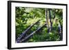 Birch Trees Of High Line Park, New York City-George Oze-Framed Photographic Print