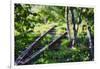 Birch Trees Of High Line Park, New York City-George Oze-Framed Photographic Print