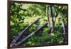 Birch Trees Of High Line Park, New York City-George Oze-Framed Photographic Print