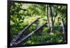 Birch Trees Of High Line Park, New York City-George Oze-Framed Photographic Print