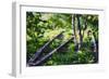 Birch Trees Of High Line Park, New York City-George Oze-Framed Photographic Print