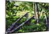 Birch Trees Of High Line Park, New York City-George Oze-Mounted Photographic Print