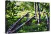 Birch Trees Of High Line Park, New York City-George Oze-Stretched Canvas