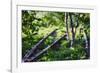 Birch Trees Of High Line Park, New York City-George Oze-Framed Photographic Print