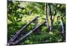 Birch Trees Of High Line Park, New York City-George Oze-Mounted Photographic Print