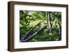 Birch Trees Of High Line Park, New York City-George Oze-Framed Photographic Print