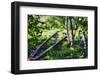 Birch Trees Of High Line Park, New York City-George Oze-Framed Photographic Print