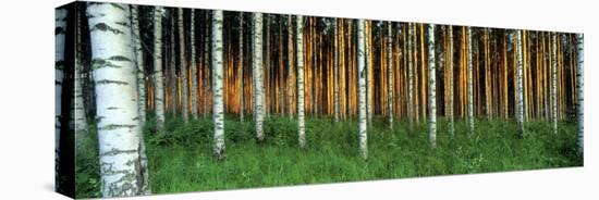 Birch Trees, Saimma, Lakelands, Finland-null-Stretched Canvas