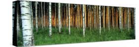 Birch Trees, Saimma, Lakelands, Finland-null-Stretched Canvas