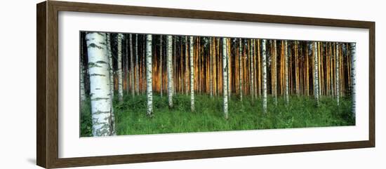 Birch Trees, Saimma, Lakelands, Finland-null-Framed Photographic Print