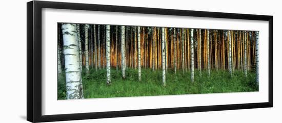 Birch Trees, Saimma, Lakelands, Finland-null-Framed Photographic Print