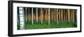 Birch Trees, Saimma, Lakelands, Finland-null-Framed Photographic Print